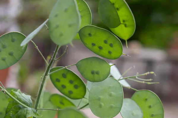 Jährliche Ehrlichkeit Gelbwurz Lunaria Annua Grüne Samenschoten — Stockfoto