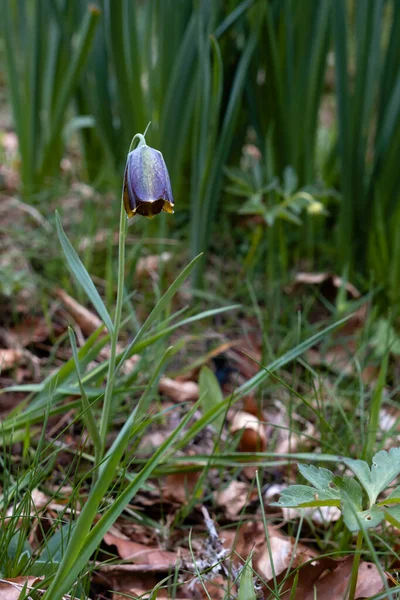 Pyrenean Fritillary Pyrenean Snake Head Fritillaria Pyrenaica Purple Flower — Stock Photo, Image