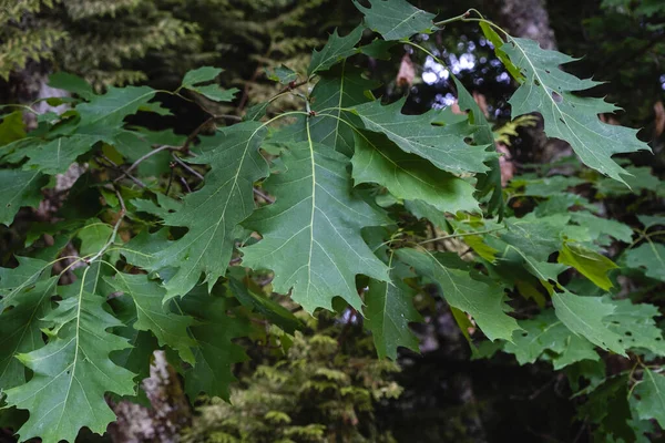Πράσινα Φύλλα Βόρειας Κόκκινης Βελανιδιάς Quercus Rubra — Φωτογραφία Αρχείου