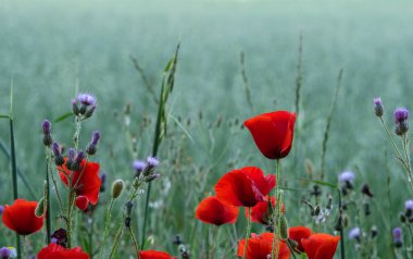 Kırmızı gelincik (Papaver rhoeas) ve İtalyan tüysüz devedikeni (Carduus pycnocephalus) ilkbahar tarlalarında açan yabani çiçekler