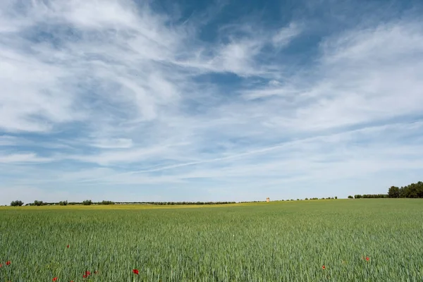 Paisagem Terra Fazenda Grãos Verdes Nuvens Cirros Cobrindo Céu Azul — Fotografia de Stock