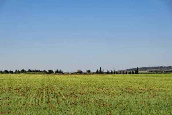 春までに咲く赤いケシの野生の花を持つ緑の小麦畑 青空の背景 — ストック写真