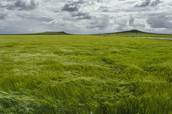 Spanya Castilla Daki Yeşil Buğday Tarlaları — Stok fotoğraf