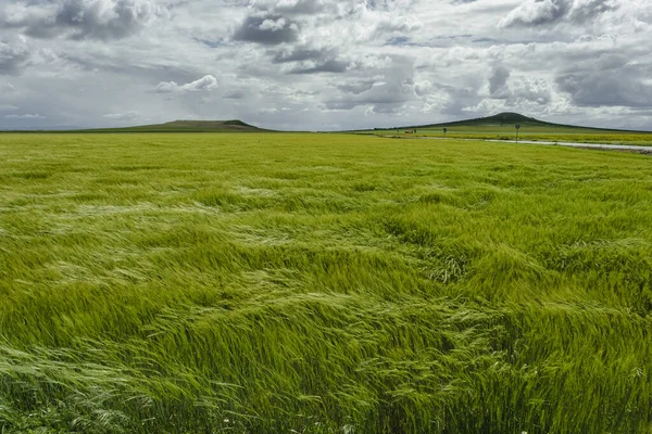 Campos Trigo Verde Cantabria España —  Fotos de Stock