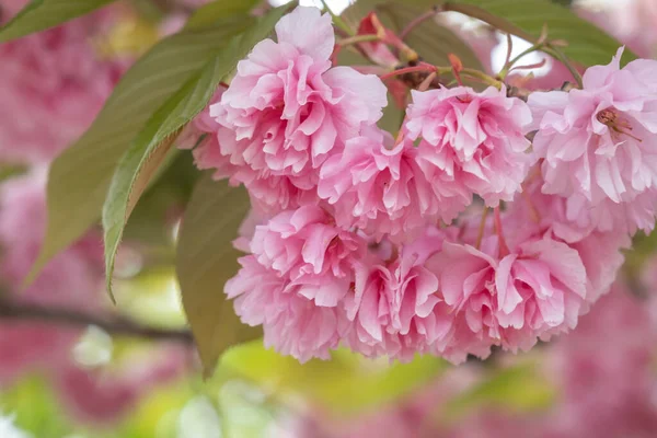 Cereja Japonesa Prunus Serrulata Flores Rosa Florescendo — Fotografia de Stock