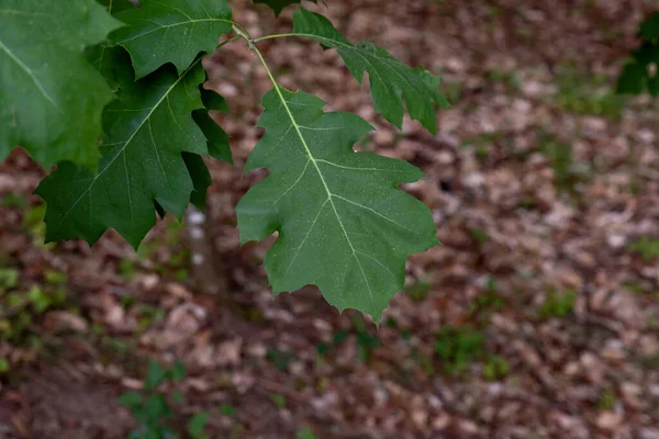 Πράσινα Φύλλα Βόρειας Κόκκινης Βελανιδιάς Quercus Rubra — Φωτογραφία Αρχείου