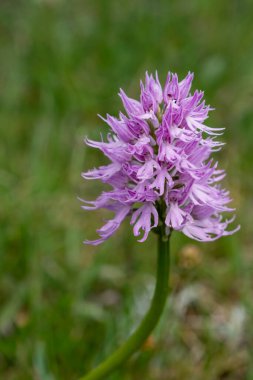 Asılı Çıplak Adam Orkidesi (Orchis italica) Soluk mor çiçekler 