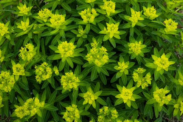 Wolfsmilch Euphorbia Hyberna Blüht — Stockfoto