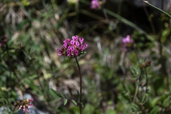 Anthyllis Vulneraria Subsp Iberica Pink Flowers — Stock Photo, Image