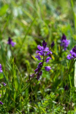 Yaygın süt otu (Polygala vulgaris) menekşe renkli çiçekler