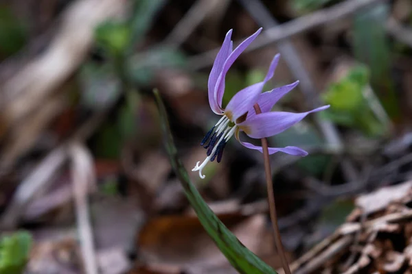 Dogtooth Violet Erythronium Dens Canis Springtime Flower — Stock Photo, Image