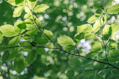 Avrupa kayın ağacı (Fagus sylvatica) taze yeşil yeşillik 