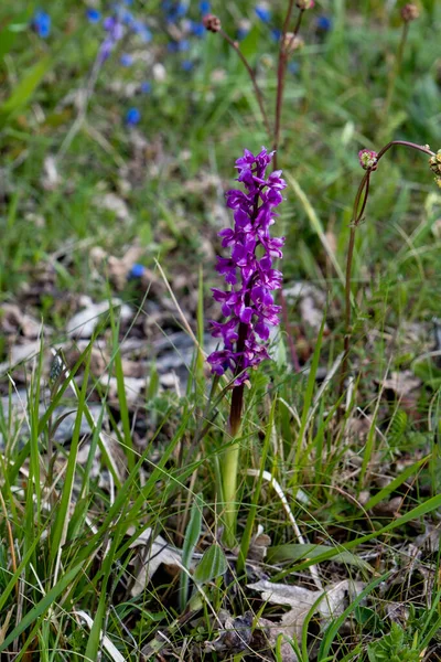 Early Purple Orchid Orchis Mascula Caurel Mountains Galicia Spain — Stock Photo, Image