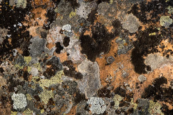 Different Lichens Growing Limestone — Stok fotoğraf