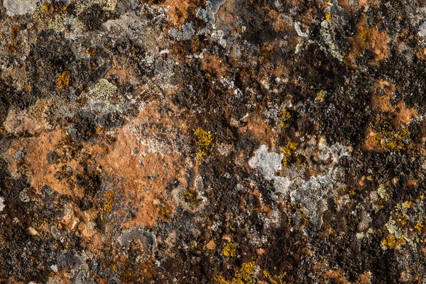 Different Lichens Growing Limestone — ストック写真