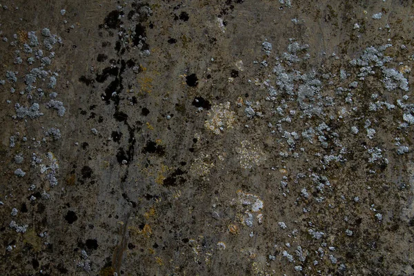 Crustose Lichens Growing Raw Concrete Wall — Stockfoto