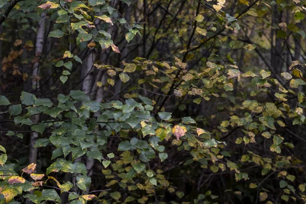 Downy Birch Betula Pubescens Podzimní Barevné Listy Stromů — Stock fotografie