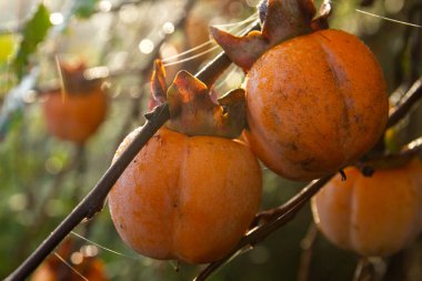 Diospyros kaki ağacı olgun meyvelerle dolu.
