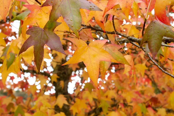 Sweetgum Liquidambar Styraciflua Deciduous Tree Colorful Autumnal Foliage — Stockfoto
