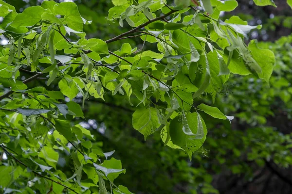 Листя Дрібнолистяної Липи Tilia Cordata Зелене Весняне Листя Незрілі Пюре — стокове фото