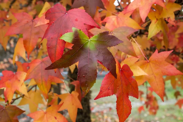 Sweetgum (Liquidambar styraciflua) deciduous tree colorful autumnal foliage