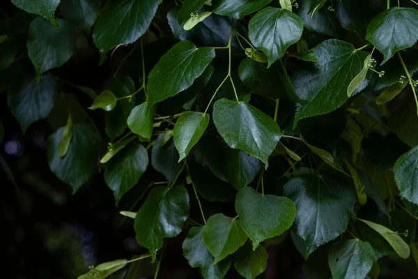 Листя Дрібнолистяної Липи Tilia Cordata Зелене Весняне Листя Незрілі Пюре — стокове фото