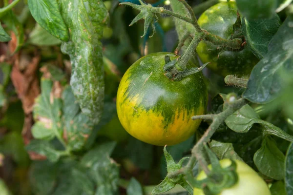 Tomato Plant Solanum Lycopersicum Green Fruit Growing Domestic Kitchen Garden — ストック写真