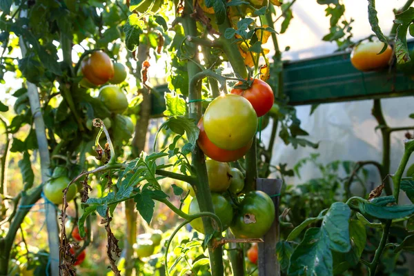 Plantas Tomate Solanum Lycopersicum Con Frutos Verdes Rojos Que Crecen — Foto de Stock