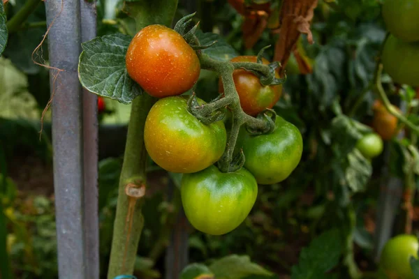 Tomato Plant Solanum Lycopersicum Red Green Fruits Growing Domestic Kitchen — ストック写真