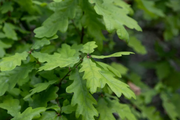 European Oak Quercus Robur Springtime Fresh Green New Leaves — Φωτογραφία Αρχείου