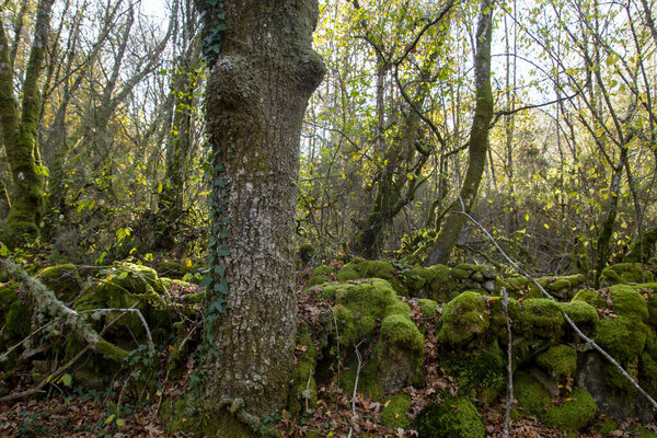 Green mossy forest with autumnal colors 