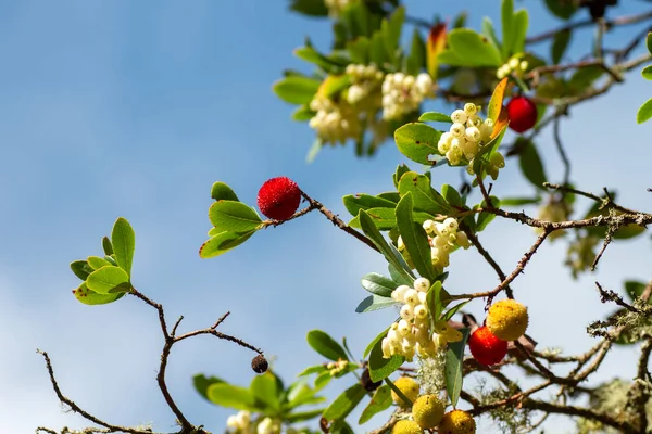 Strawberry tree (Arbutus unedo) with fruits and flowers