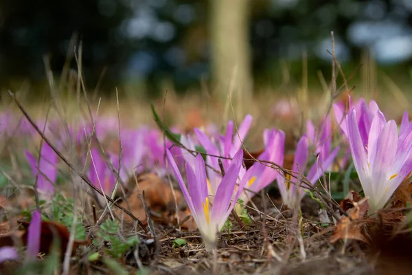 Autumn Crocus Colchicum Montanum Purple Wild Flowers Blooming — Stock Photo, Image