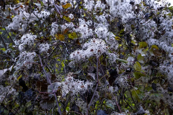 Old Man Beard Clematis Vitalba Fruits Silky Appendages —  Fotos de Stock