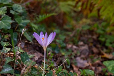 Sonbahar ormanlarında açan mor çiçek (Crocus nudiflowers) 