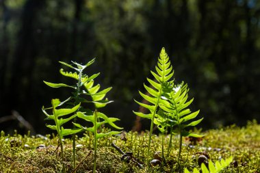 Polipodyum vulgare, orman yosunlarında yetişen yaygın polipody yeşil eğreltiotu yaprakları.  
