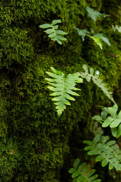Polypodium Vulgare Common Polypody Green Fern Fronds Growing Forest Moss — Stock Photo, Image