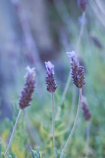 Toothed lavender (Lavandula dentata) purple flowers