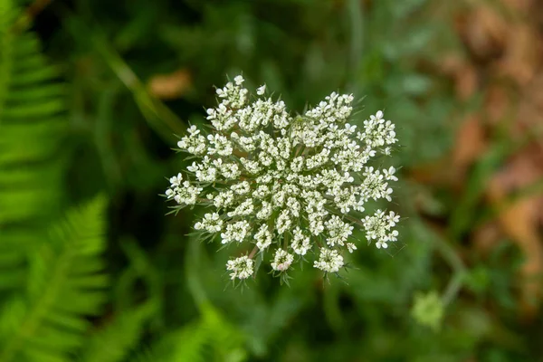 Дикая Морковь Daucus Carota Белые Цветы — стоковое фото