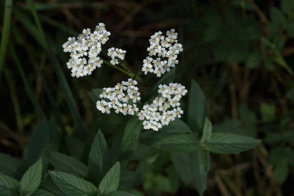 Белые Цветки Стрелы Achillea Millefolium — стоковое фото