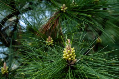 Deniz çamı (Pinus pinaster) genç koniler 