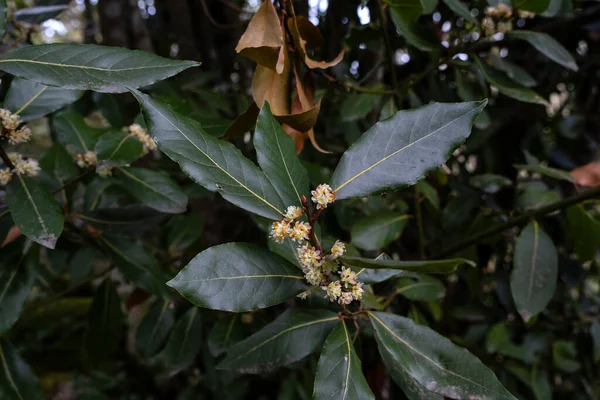 Bay Laurel Laurus Nobilis Plants Springtime Flowers Dark Green Leaves — Stockfoto