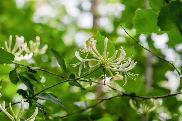 Detail Wild Honeysuckle Flowers Blooming — Stockfoto