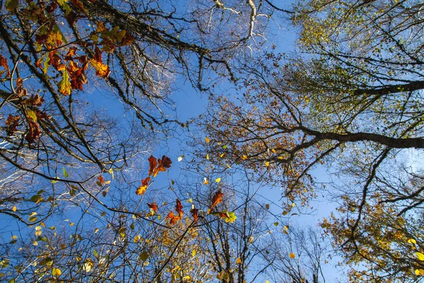 Árvores Caducifólias Folhas Largas Floresta Outonal — Fotografia de Stock