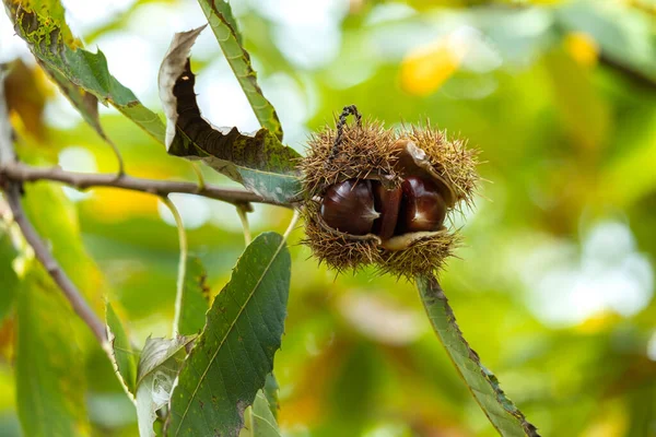 Sweet Chestnut Tree Castanea Sativa Bur Fruits Sharp Spiny Cupules — Photo