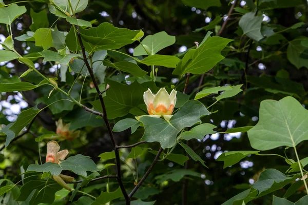 Tulipan Liriodendron Tulipifera Kwitnącymi Kwiatami Tulipanopodobnymi Zielonymi Liśćmi Liści — Zdjęcie stockowe