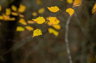 Beyaz huş ağacı (Betula alba) sonbahar altın renkli yaprakları, seçici odak 