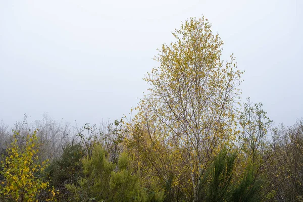 Betula Pubescens Lub Betula Alba Europejskie Białe Drzewo Liściaste Brzozy — Zdjęcie stockowe