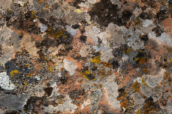 Different Lichens Growing Limestone — Stok fotoğraf