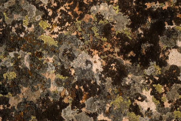 Different Lichens Growing Limestone — Stock Fotó